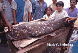 Celacanto filmado por Erdmann em 1997, num mercado Indonésio