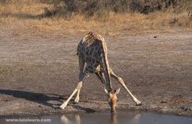 Girafa bebendo água